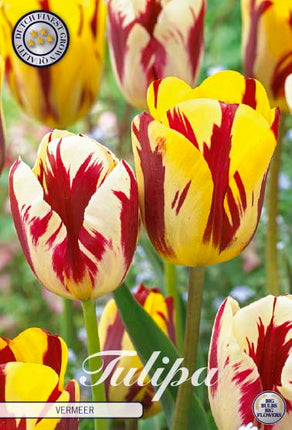 Tulip Vermeer 10-pak