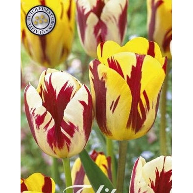 Tulpan Vermeer 10-pack