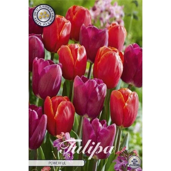 Tulpan 'Powerful' 10-pack