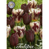 Tulpan Grand Style 10-pack