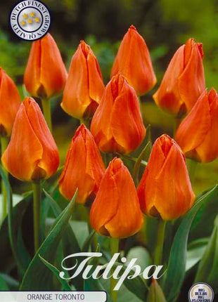 Tulip Orange Toronto 10-pak