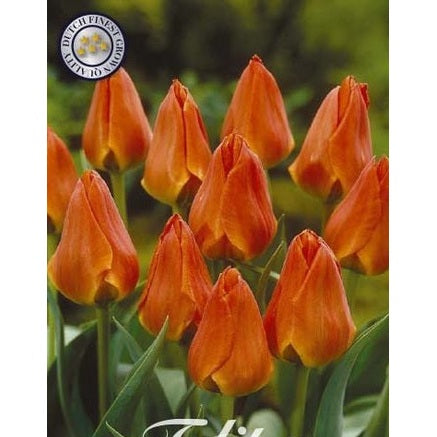 Tulpan Orange Toronto 10-pack