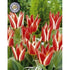 Tulpan Pinocchio 7-pack