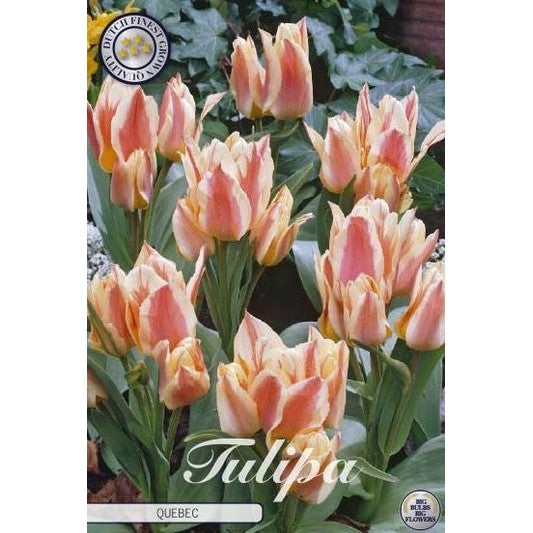 Tulpan Quebec 10-pack