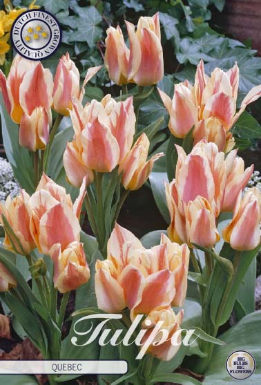 Tulip Quebec 10 kpl