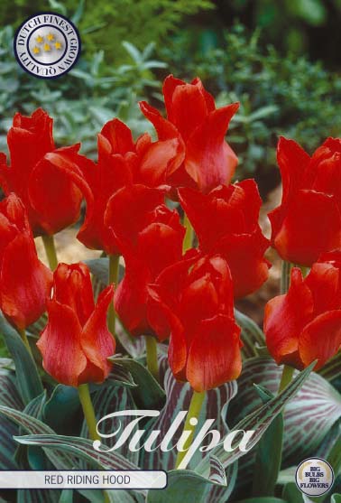 Tulip Rødhætte 10-pak