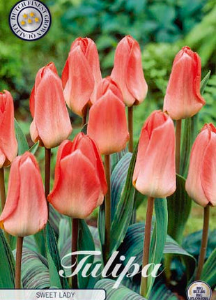 Tulip Sweet Lady 7 kpl