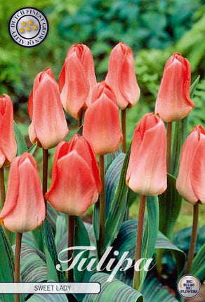 Tulip Sweet Lady 7-pak