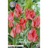 Tulpan Toronto 10-pack