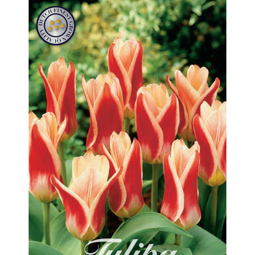Tulpan Ancilla 7-pack