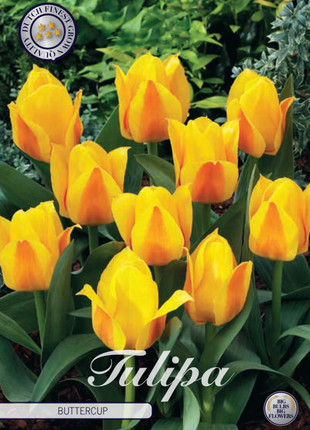 Tulip Buttercup 7 kpl