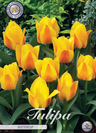 Tulpan Buttercup 7-pack