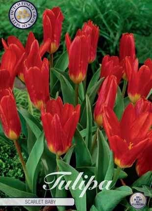 Tulip Scarlet Baby 10 kpl