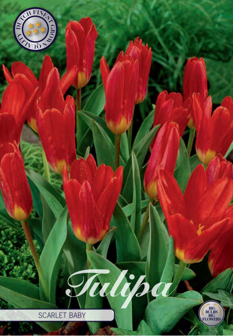 Tulip Scarlet Baby 10 kpl