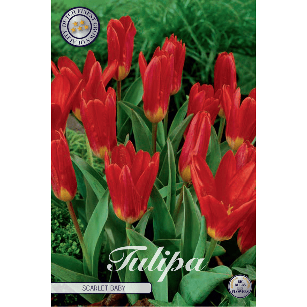 Tulpan Scarlet Baby 10-pack