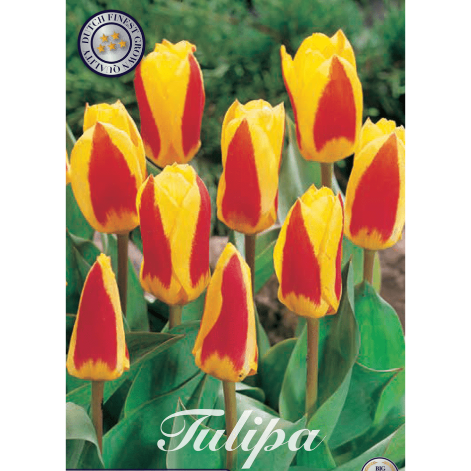 Tulpan Stresa 7-pack