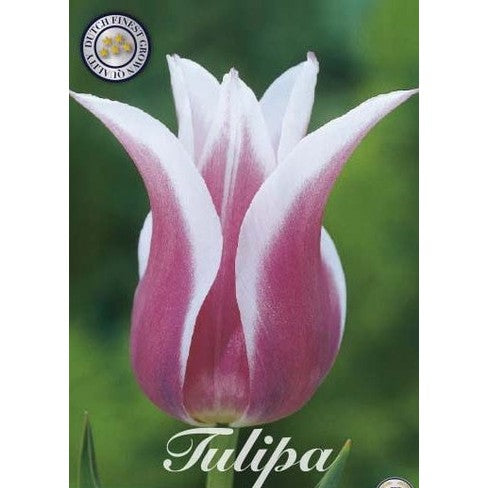 Tulpan Ballade 7-pack