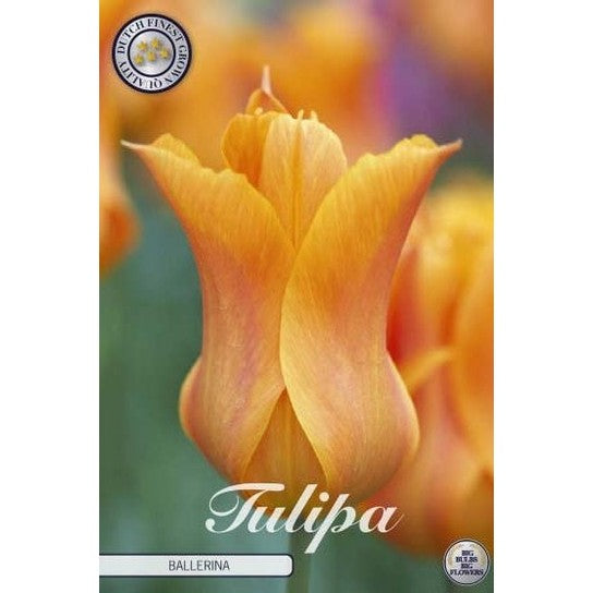 Tulpan Ballerina 7-pack