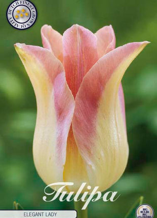 Tulip 'Elegant Lady' 7-pak