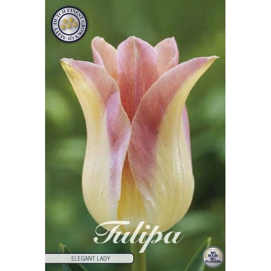 Tulpan 'Elegant Lady' 7-pack