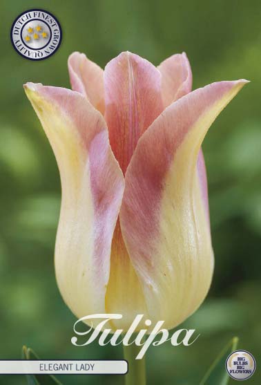 Tulip 'Elegant Lady' 7-pak