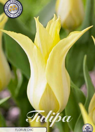 Tulip Florijn Chic 7 kpl