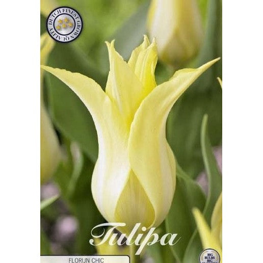 Tulpan Florijn Chic 7-pack