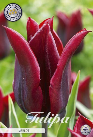 Tulip Merlot 7 kpl