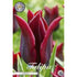 Tulpan Merlot 7-pack