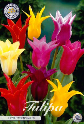Tulpan Lilyflowering Mixed 7-pack