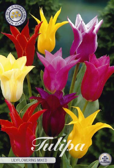 Tulip Lilyflowering Blandet 7-pak