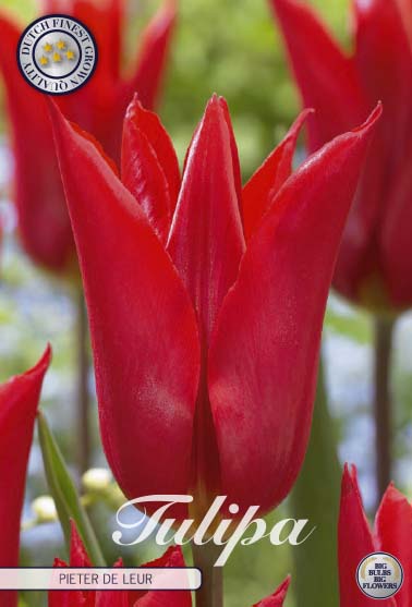 Tulip Pieter de Leur 7-pak