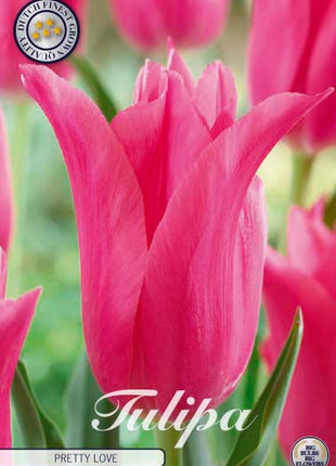 Tulip Pretty Love 7 kpl