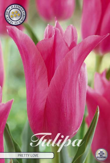 Tulip Pretty Love 7 kpl