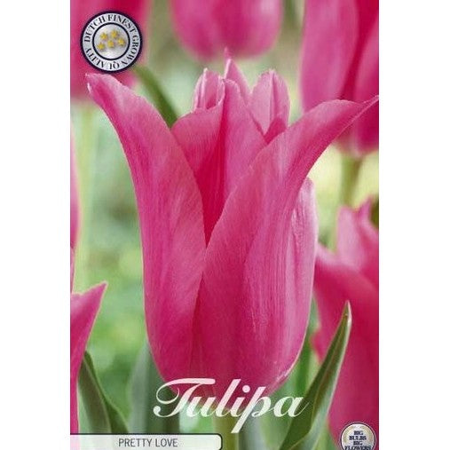Tulpan Pretty Love 7-pack