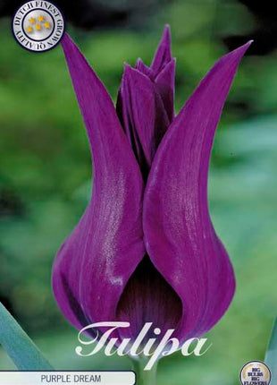 Tulip Purple Dream 7 kpl