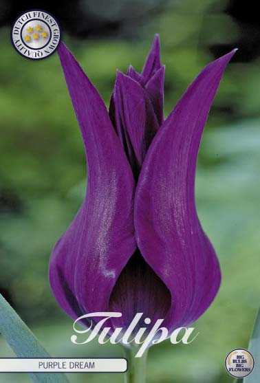 Tulip Purple Dream 7-pak