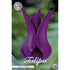 Tulpan Purple Dream 7-pack