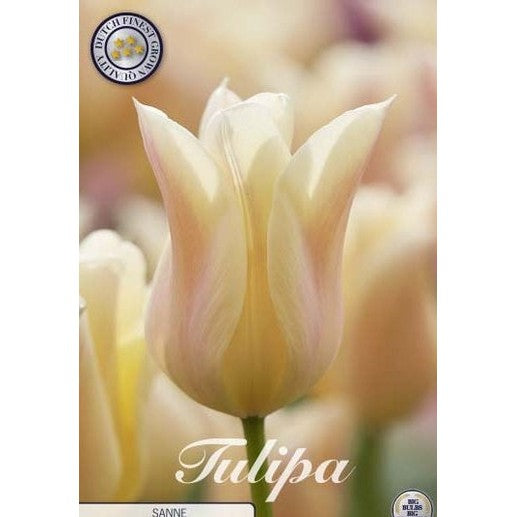 Tulpan 'Sanne' 7-pack