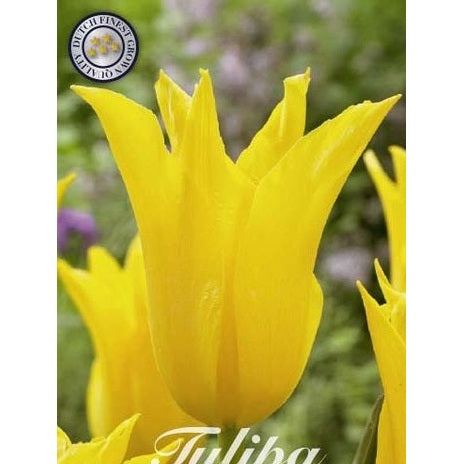 Tulpan Schiedam 7-pack