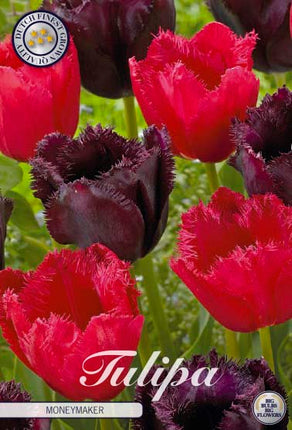 Tulip Moneymaker 10 kpl