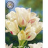 Tulpan Candy Club 7-pack