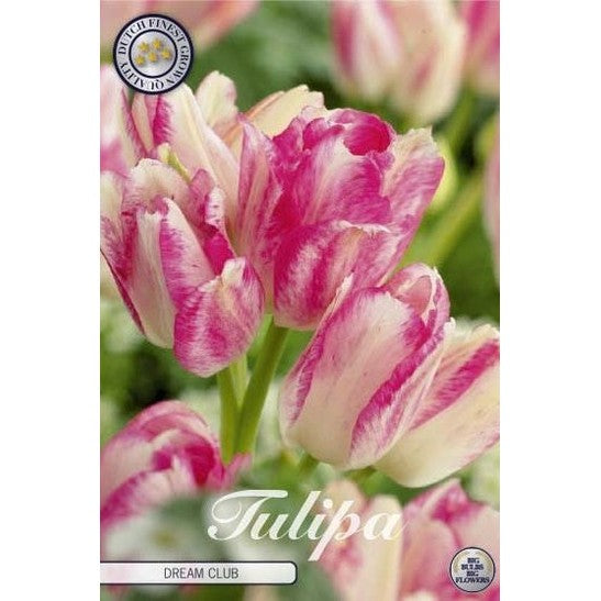 Tulpan Dream Club 7-pack