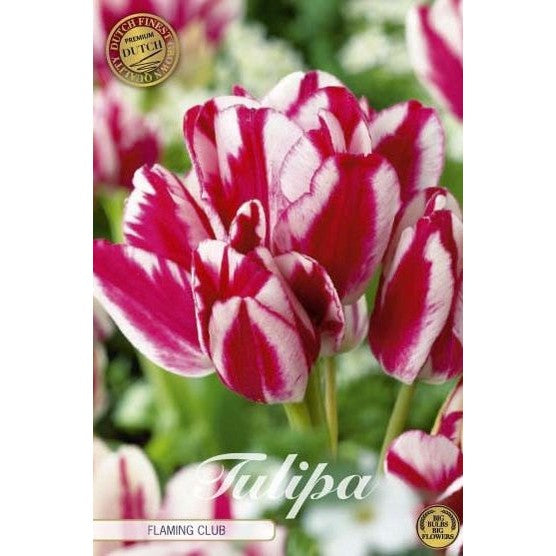 Tulpan Flaming Club (premium) 7-pack