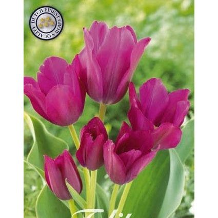 Tulpan Night Club 7-pack