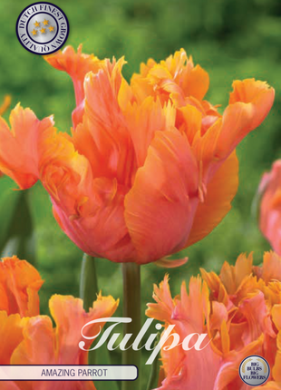 Tulip Amazing Parrot 7-pak