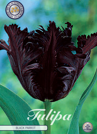 Tulip Black Parrot 7 kpl