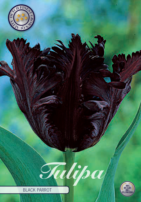 Tulip Black Parrot 7 kpl