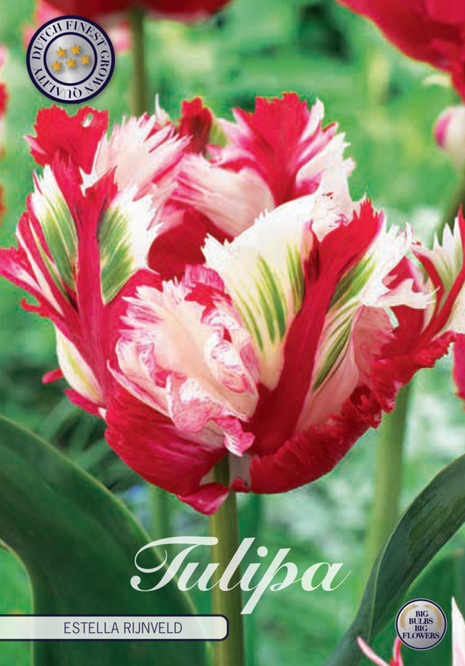 Tulip Estella Rijnveld 7-pak