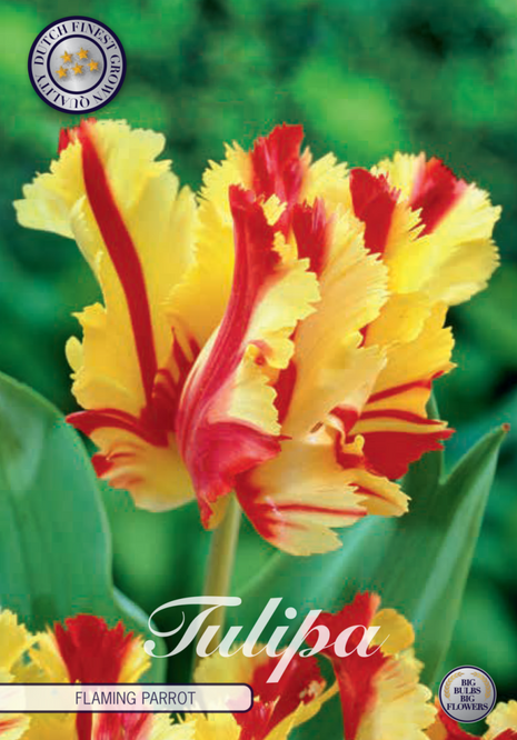 Tulip Flaming Parrot 7-pak